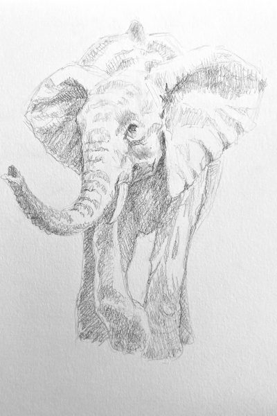 Elephant Sketch