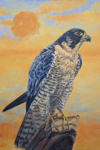 Peregrine Falcon