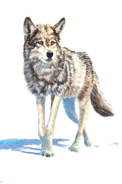 Wolf